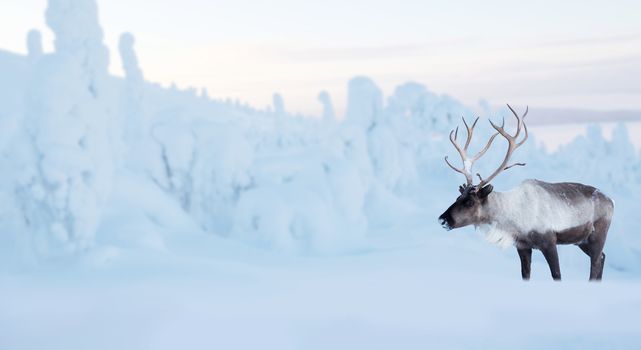 Big male deers in northern winter forest covered with snow and frost Christmas New Year celebration background copy space for text