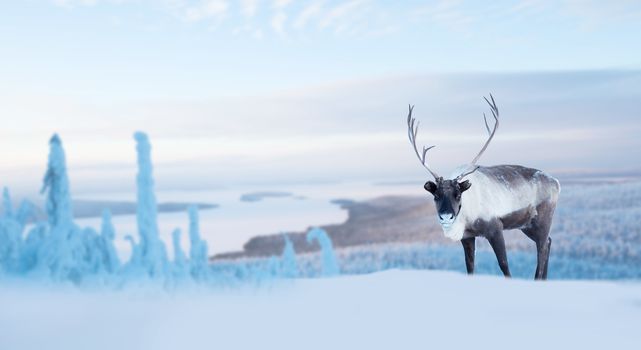 Big male deers in northern winter forest covered with snow and frost Christmas New Year celebration background copy space for text