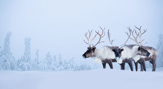 Big male deers in northern winter forest covered with snow and frost Christmas New Year celebration background copy space for text