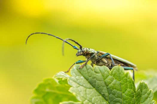 Aromia moschata longhorn beetle posing on green leaves, big musk beetle with long antennae and beautiful greenish metallic body.