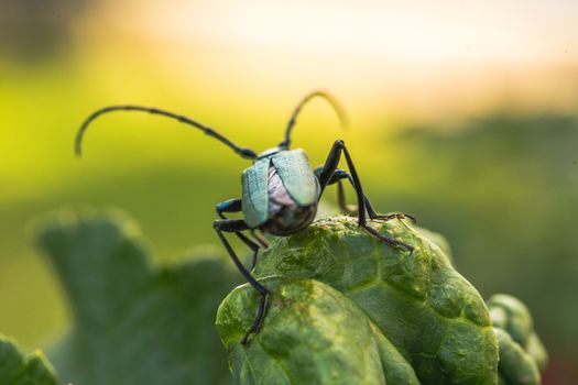 Aromia moschata longhorn beetle posing on green leaves, big musk beetle with long antennae and beautiful greenish metallic body.