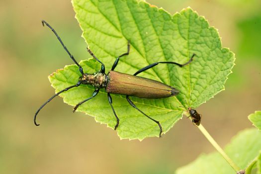 Aromia moschata longhorn beetle posing on green leaves, big musk beetle with long antennae and beautiful greenish metallic body.