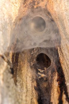 The entrance of the spider's nest. spatial web,It is hidden in the hole.