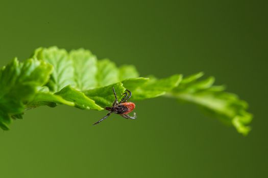 Wood tick hangs on a leaf. Green background.