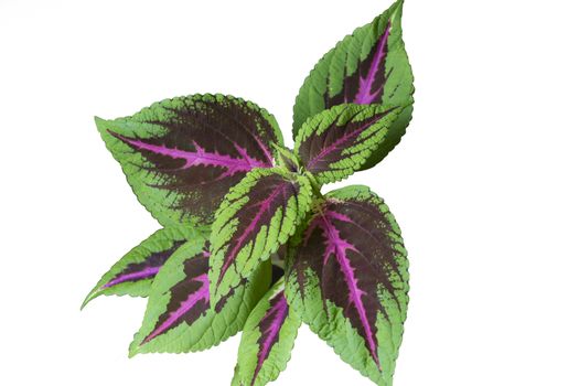 Coleus Arco-Íris isolated white background.