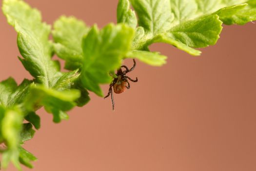 Macro of dangerous disease carrier tick, Ixodidae, Dermacentor reticulatus, waiting of host