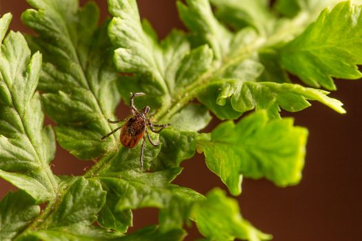 Female of the tick sitting on a leaf. A common European parasite attacking also humans.