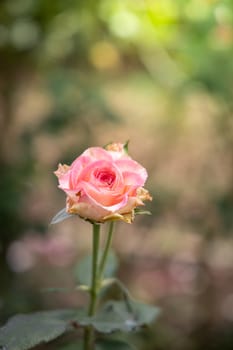 Roses in the garden, Roses are beautiful with a beautiful sunny day.