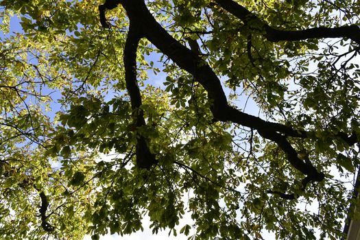 A view of an ancient tree, with branches from above.