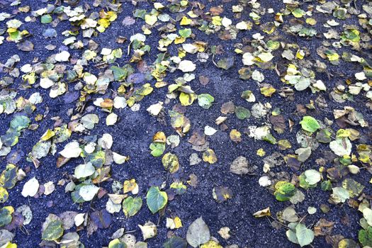 A background made by some autumn leaves fallen from the trees of the park