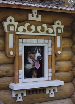 Dog in small wooden house, peeking out of the window.