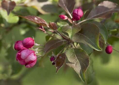 Branch of Blooming Pink Apple Tree with Flowers in Spring Orchard