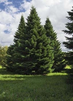 Fluffy spruce trees in the forest. Christmas scene.