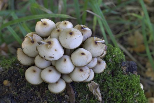 Mushrooms, growing on a tree trunk covered by moss in the autumn forest.