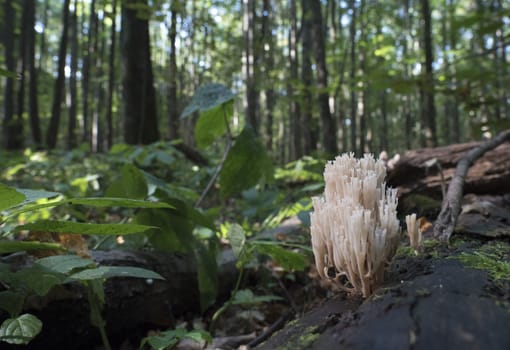 Rare mushrooms growing on a mossy tree. Ramaria pulcherrima.
