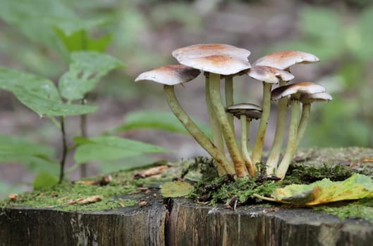 Mushrooms growing on a tree stump in the autumn forest, on a rainy day.