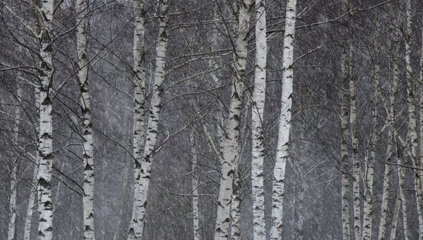 Very strong and beautiful blizzard in the forest.