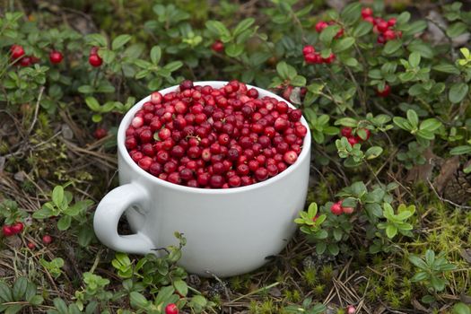 Mug full of Cowberries in the Forest