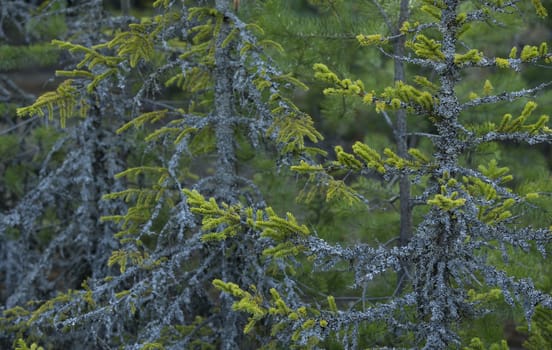 Gray lichen on the green spruce branches
