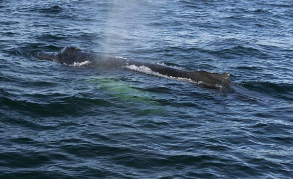 Humpback whale in the Atlantic ocean. Iceland.