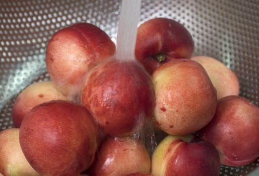 Peaches nectarine. Fresh red ripe nectarines washed under running water in a colander.