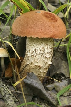 forest mushrooms (Boletus aurantiacus)