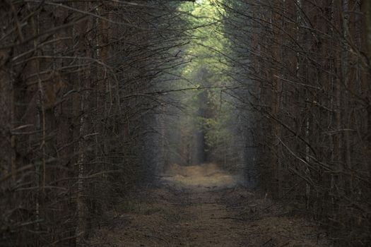 Pine Trees Planted in a Row