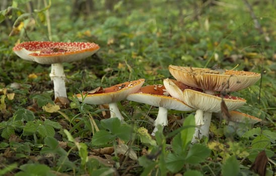  colony of red fly agaric mushrooms