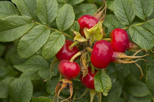 red, ripe berries of briar on branch, close up