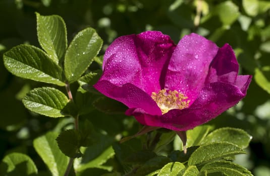 Branch of Briar With Flower and Water Drops After Rain