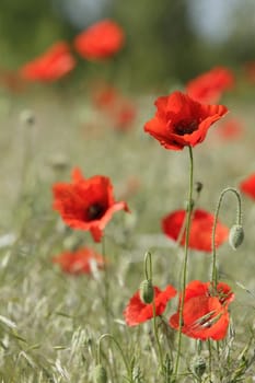 red poppies and  green oat plant on the field