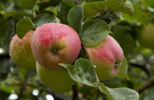 Close-up of red ripe apples on a branch.