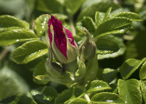 Branch of Briar With Flower and Water Drops After Rain