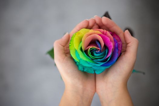 Man holding hands like heart with rainbow rose inside. Valentine's postcard. Women's day. St. Valetine's day.