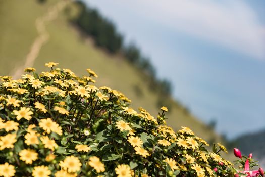 Flowers on Kampenwand in Bavaria Alps in Summer