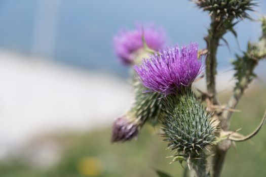 Flowers on Kampenwand in Bavaria Alps in Summer