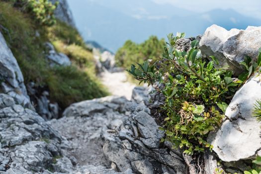 Beautiful landscape Kampenwand in Bavaria Alps in Summer