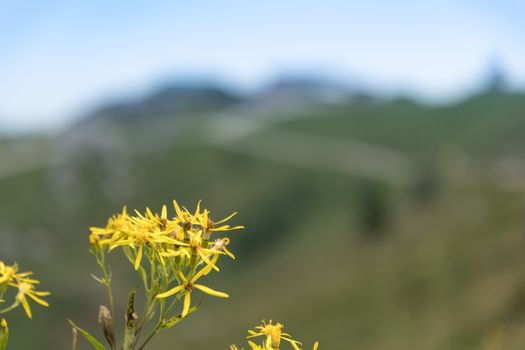 Flowers on Kampenwand in Bavaria Alps in Summer