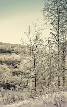 Bright winter landscape with trees in the forest at sunrise.