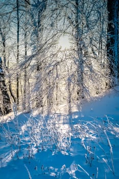 Bright winter landscape with trees in the forest at sunrise.