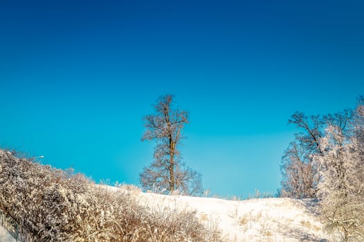 Bright winter landscape with trees in the forest at sunrise.