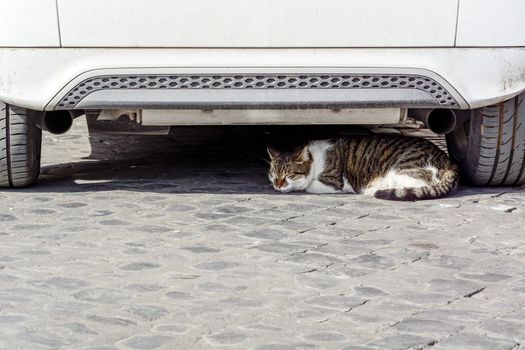 European cat sleeping under a white car