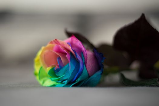 Rainbow rose on gray bed, pillows in the background Postcard for Valentine's and Mother's day.