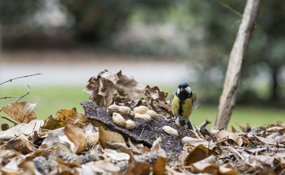 a great tit searches for food in the forest in the fall