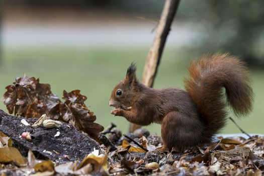 red squirrel looking for seeds and other foods and find peanuts on garden table
