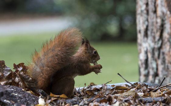 red squirrel looking for seeds and other foods and find peanuts on garden table