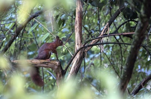 red squirrel sitting on a tree in the forest looking for foods 