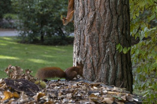 two red squirrels looking for seeds and other foods and find peanuts on garden table