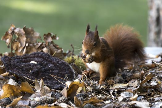 red squirrel looking for seeds and other foods and find peanuts on garden table