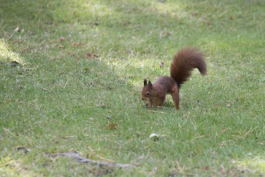 squirrel busy hiding seeds in the ground for winter stock
